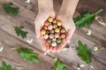 Blossombs Samenbomben - Ei-Geschenkbox - Blumenstrauß (6 Stück) - ein originelles und praktisches Geschenk