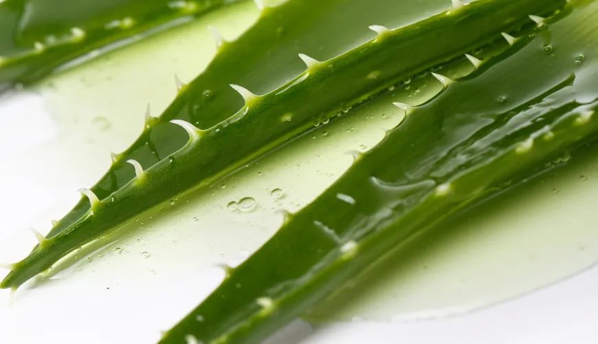 Wie man Aloe Vera verarbeitet und ihre natürlichen Vorteile nutzt