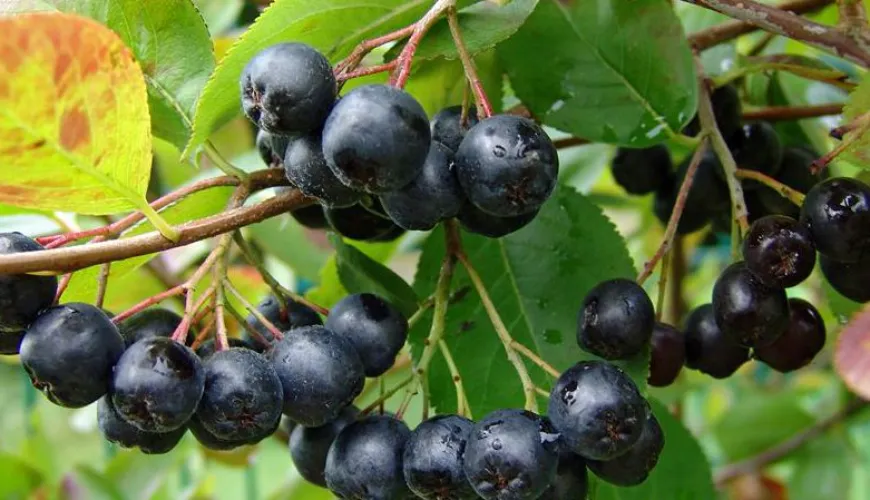 Wann kann Aronia unerwünschte Wirkungen auf die Gesundheit verursachen?