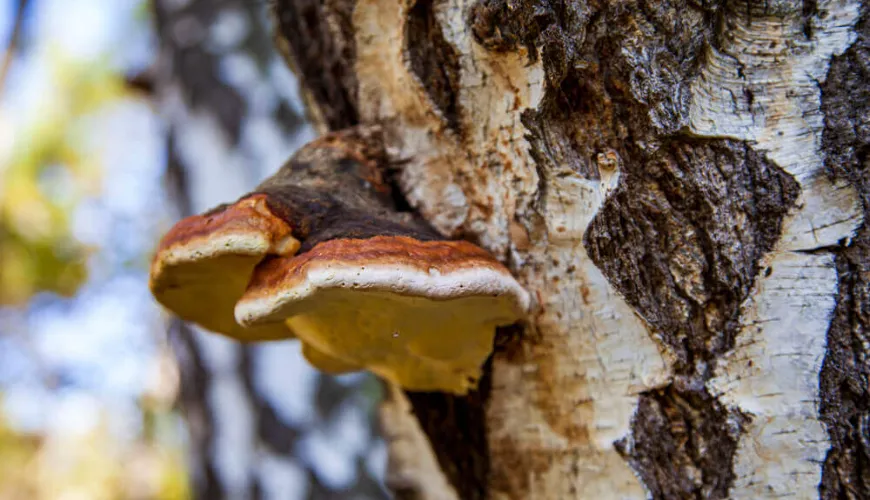 Chaga bietet natürlichen Schutz gegen Stress und Alterung