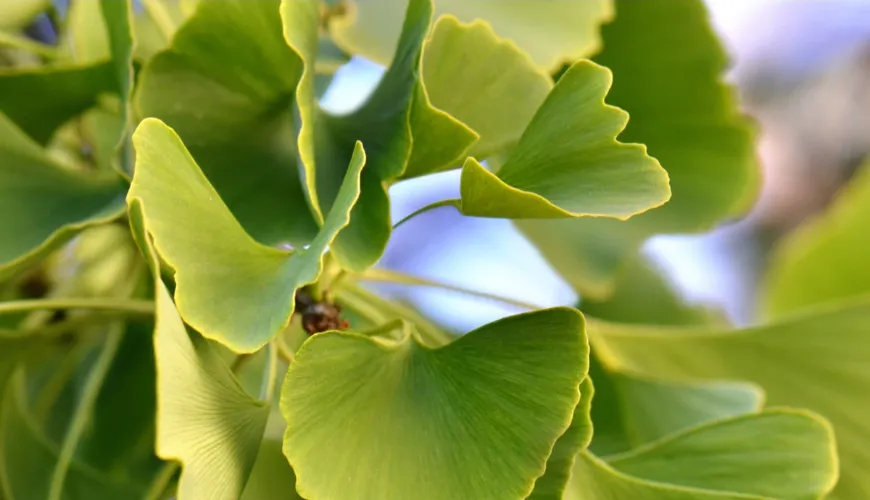 Ginkgo biloba - wirksame Hilfe bei hohem Blutdruck