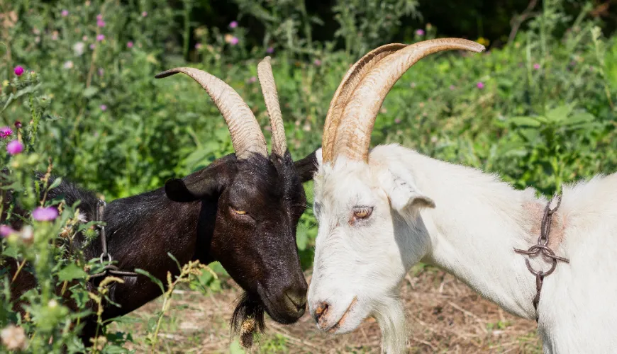 Ziegenkolostrum ist der Schlüssel zu starker Immunität und Vitalität.