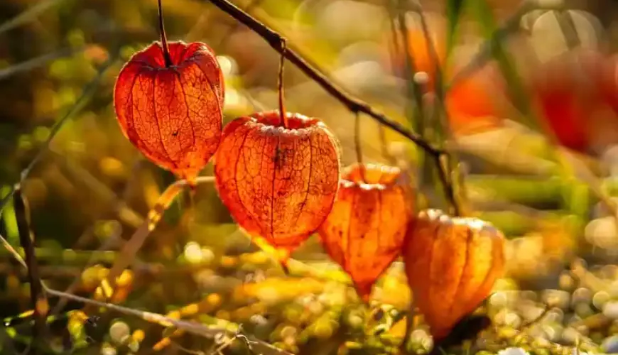 Physalis ist eine Frucht, die sowohl mit Geschmack als auch Wirkung überrascht.