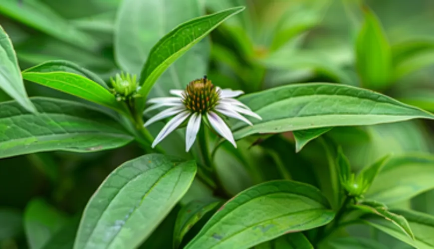 Die Wirkungen von Andrographis paniculata verdienen Ihre Aufmerksamkeit.