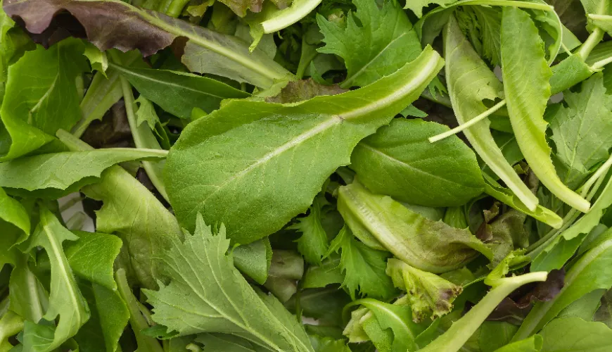 Rucola als Superfood für Ihr gesundes Leben