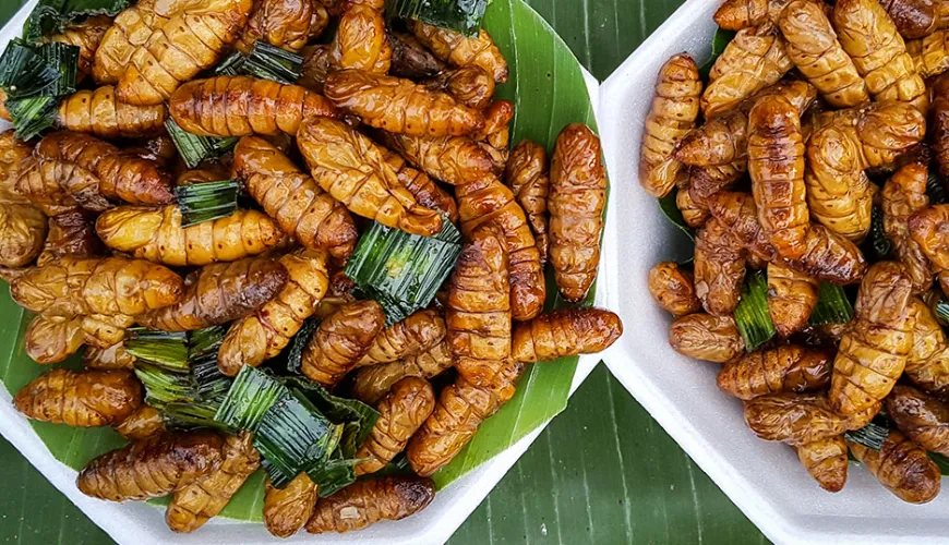 Warum getrocknete Insekten die Zukunft der Ernährung sind